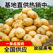 精选土豆大量有货批发价格便宜一条龙服务