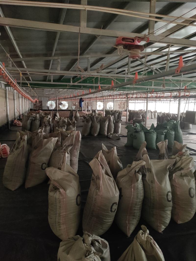 鸡粪长期有货养殖基地直供货源稳定质量保证价格实惠诚信经营
