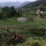 炎陵黄桃基地直销。