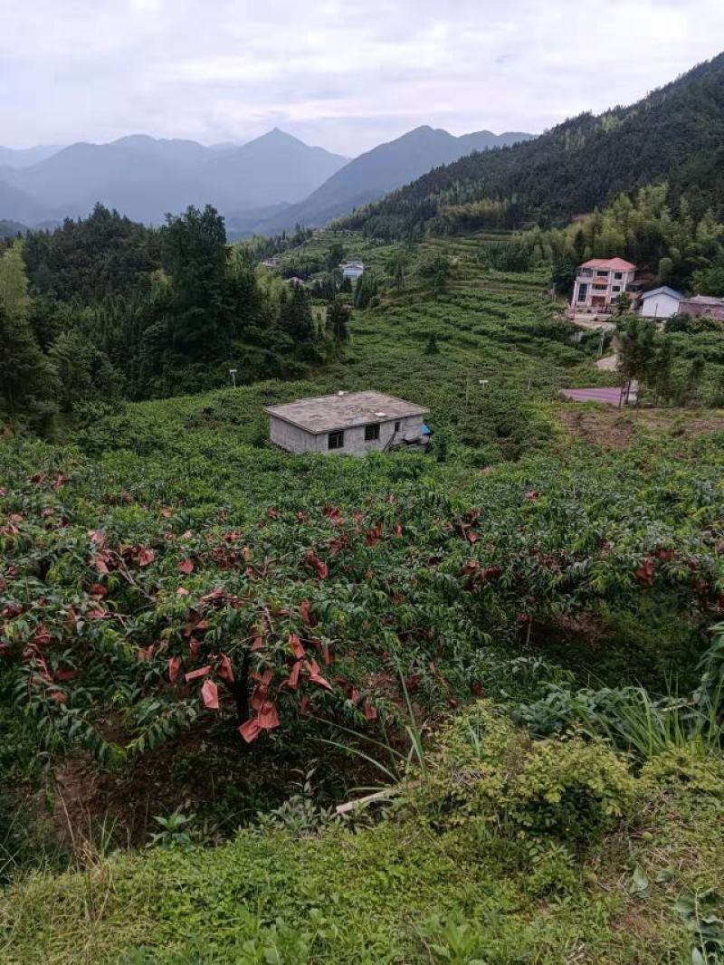 炎陵黄桃基地直销。