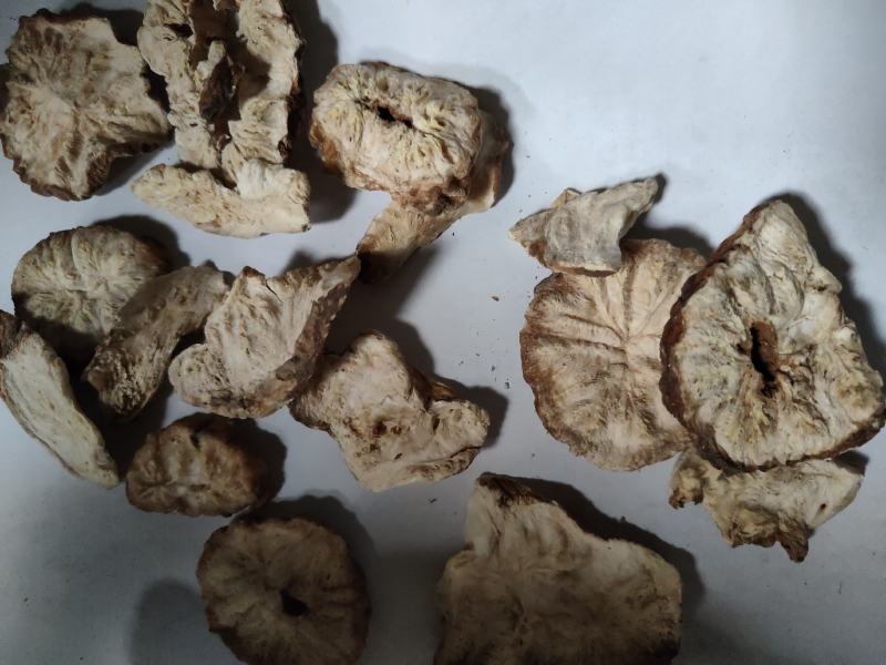 菊苣根批发诚信经营支持混批量大从优