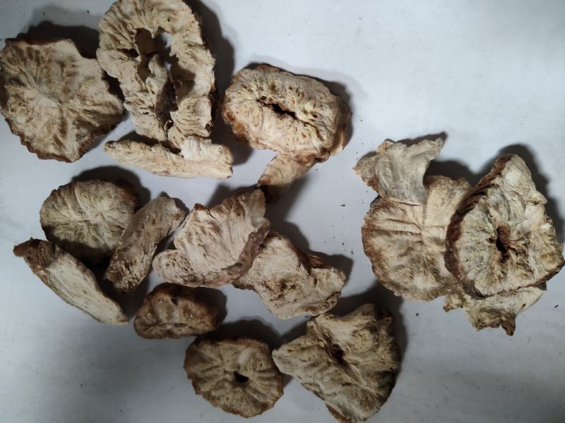 菊苣根批发诚信经营支持混批量大从优