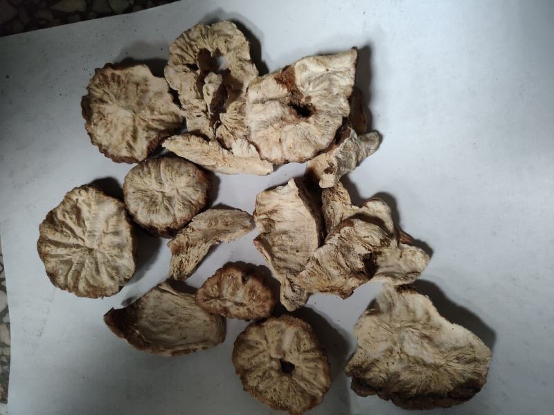 菊苣根批发诚信经营支持混批量大从优