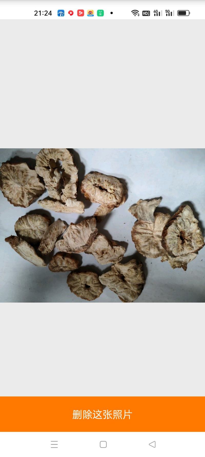菊苣根批发诚信经营支持混批量大从优
