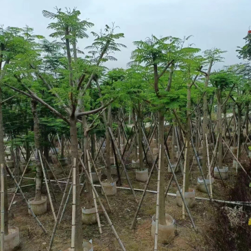 凤凰木多种规格8-25现货欢迎咨询
