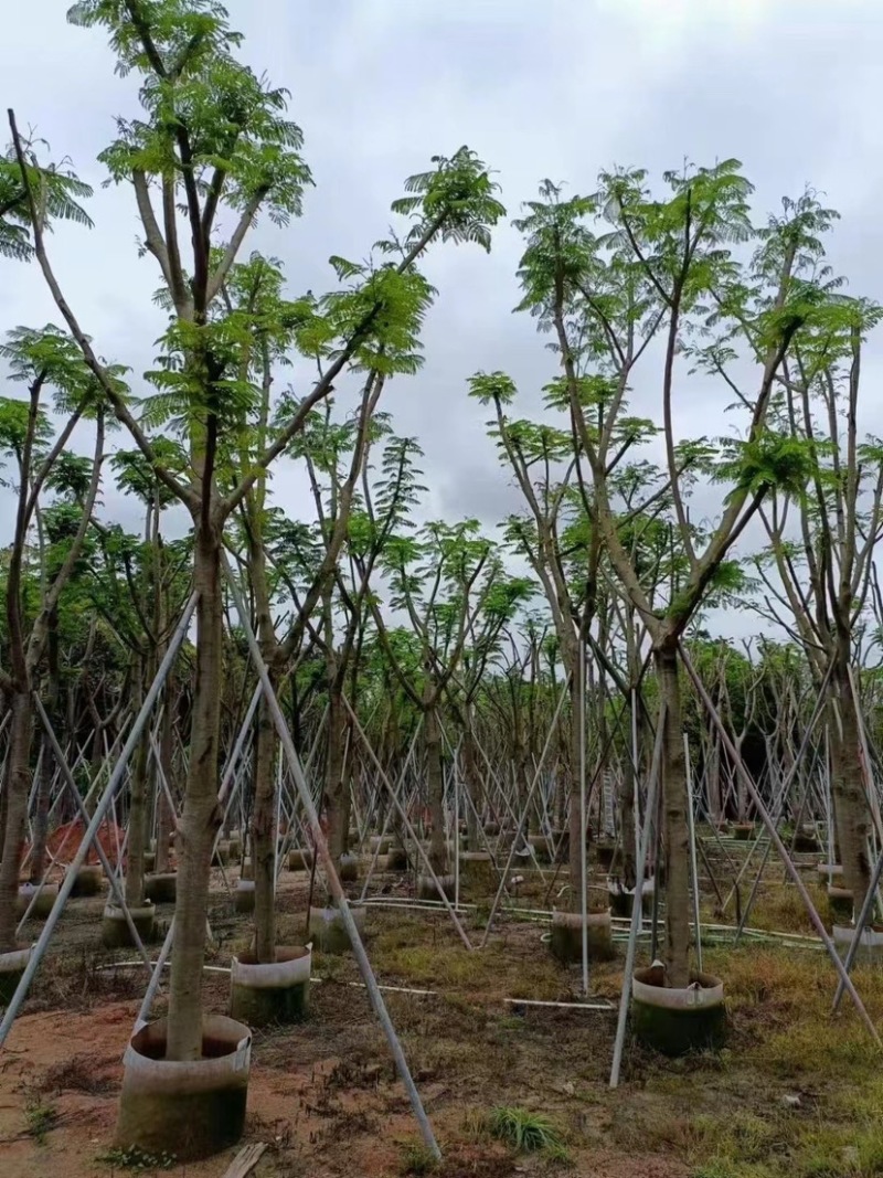 凤凰木多种规格8-25现货欢迎咨询