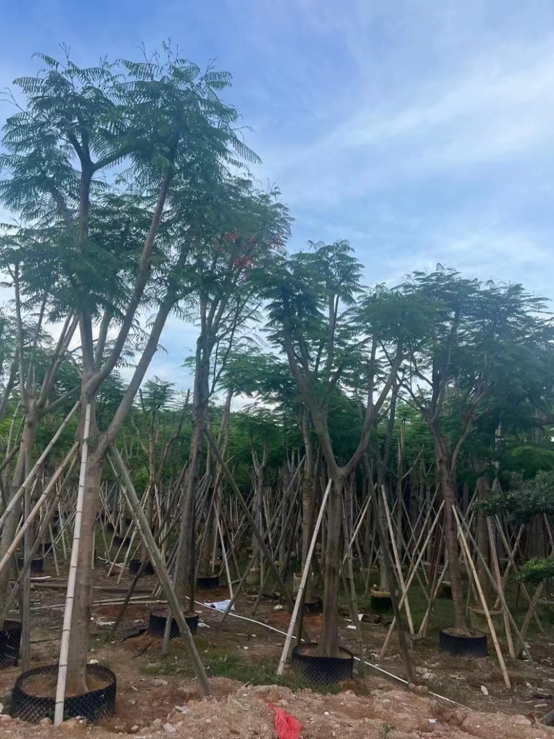 凤凰木多种规格8-25现货欢迎咨询
