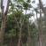 凤凰木多种规格8-25现货欢迎咨询