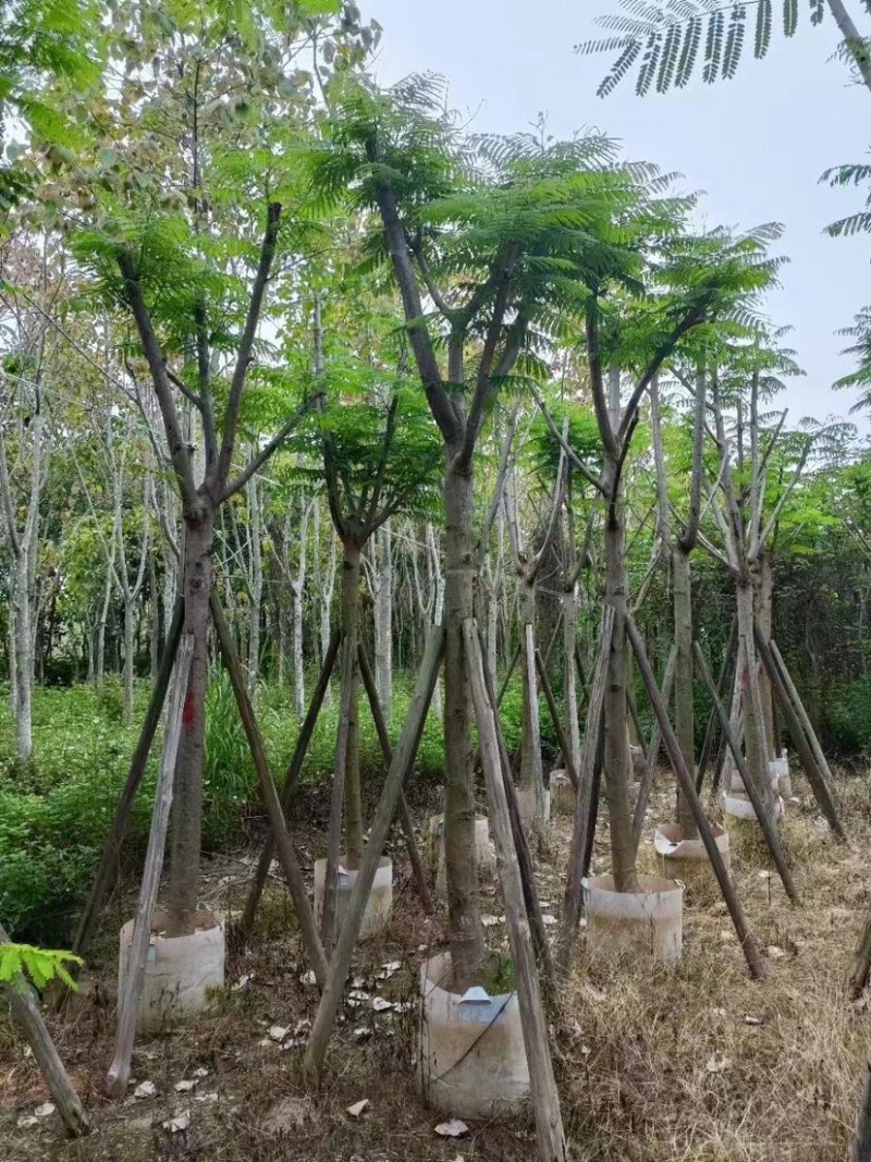 凤凰木多种规格8-25现货欢迎咨询
