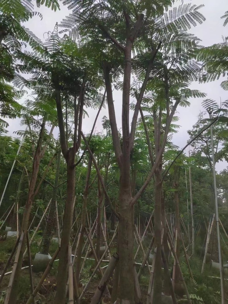 凤凰木多种规格8-25现货欢迎咨询