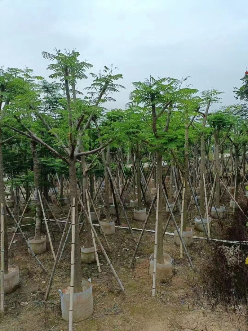 凤凰木多种规格8-25现货欢迎咨询