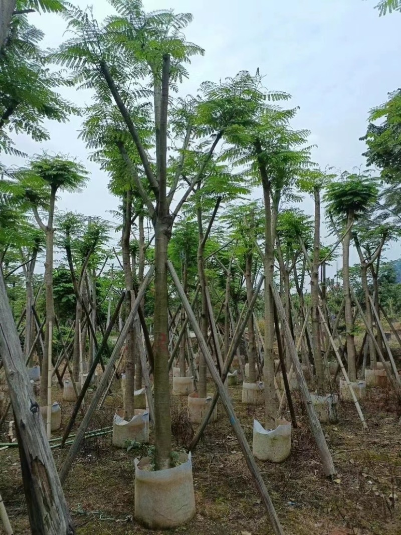 凤凰木多种规格8-25现货欢迎咨询