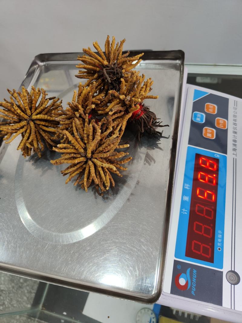 冬虫夏草小条现货供应包邮支持报价质量保证