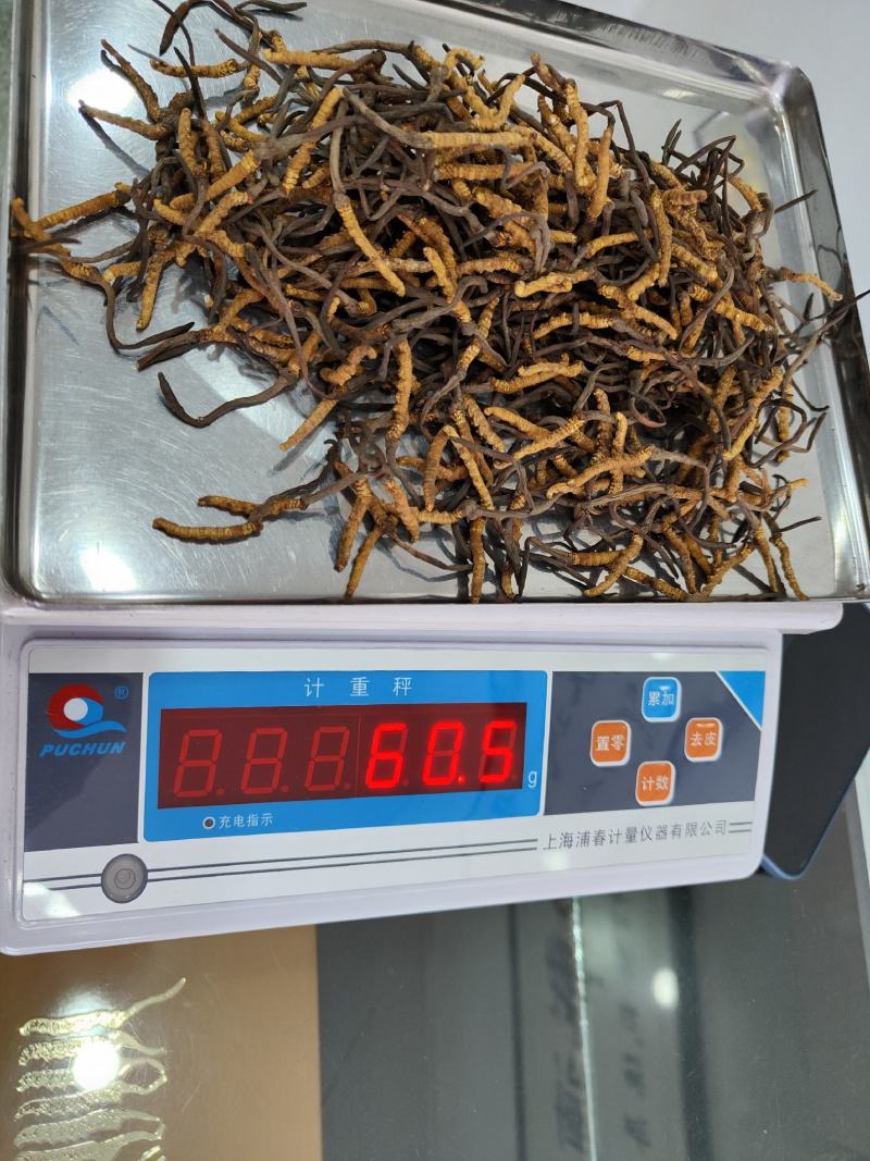 冬虫夏草小条现货供应包邮支持报价质量保证