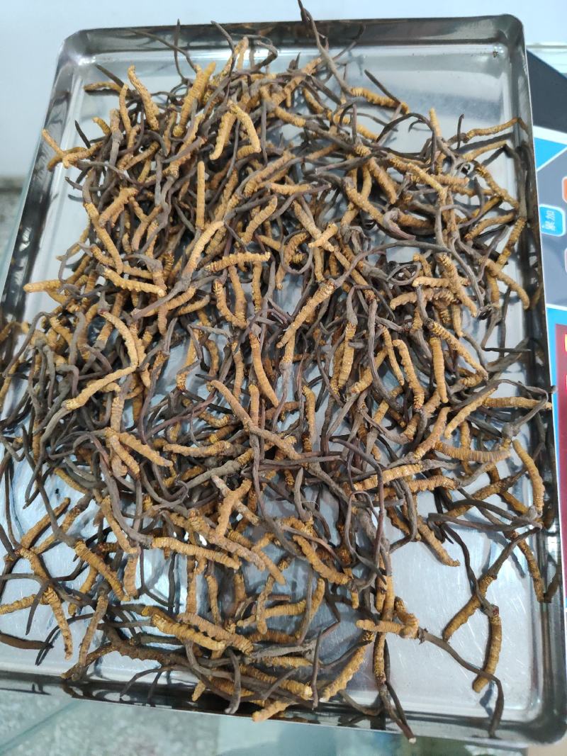 冬虫夏草小条现货供应包邮支持报价质量保证