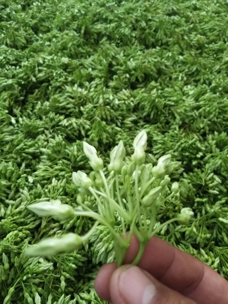 夜香花