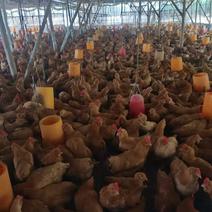 鸡粪长期有货养殖基地直供货源稳定质量保证价格实惠诚信经营