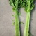 甘肃莴笋青皮莴笋红叶香莴苣定西莴笋现砍现发产地直发应季菜