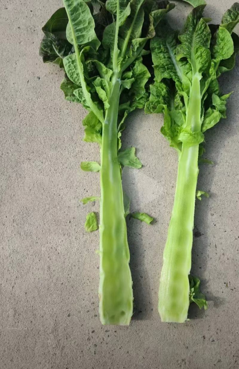 甘肃莴笋青皮莴笋红叶香莴苣定西莴笋现砍现发产地直发应季菜