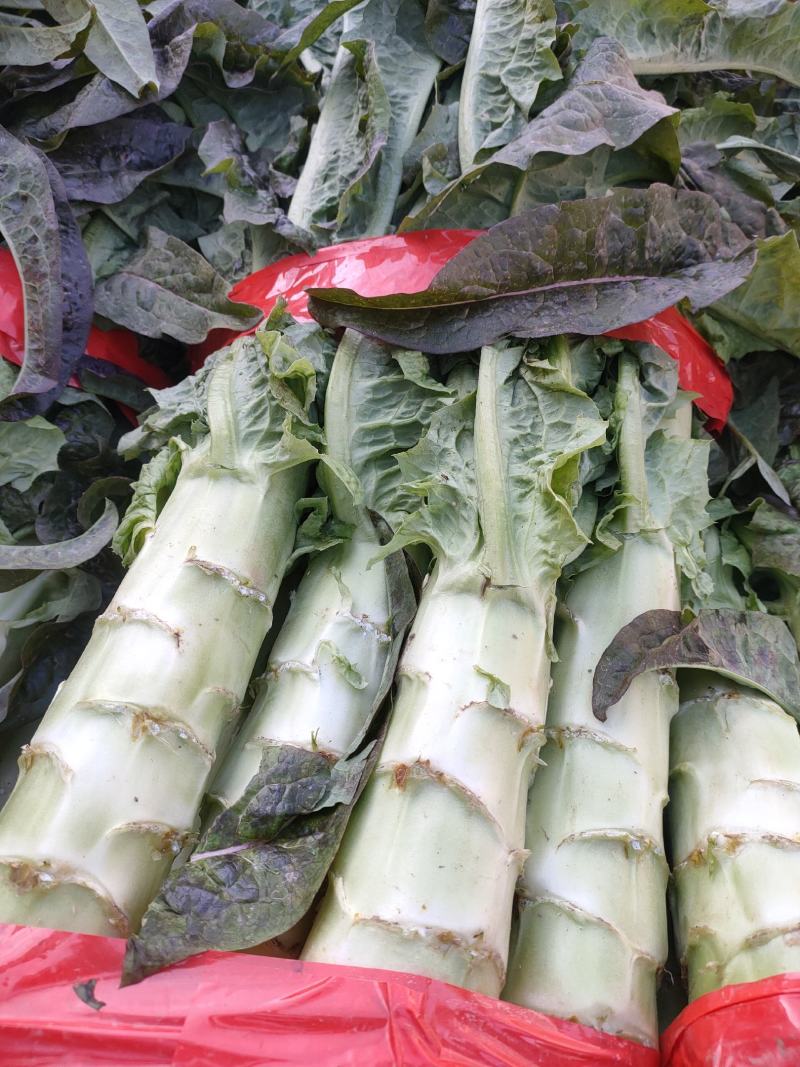 甘肃莴笋青皮莴笋红叶香莴苣定西莴笋现砍现发产地直发应季菜