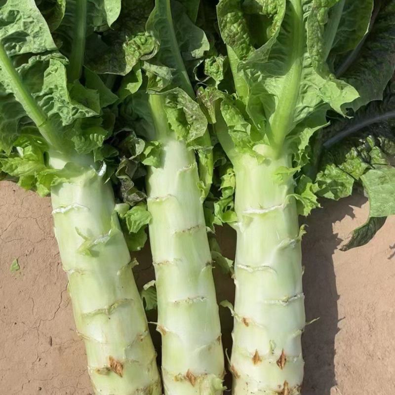 甘肃莴笋青皮莴笋红叶香莴苣定西莴笋现砍现发产地直发应季菜