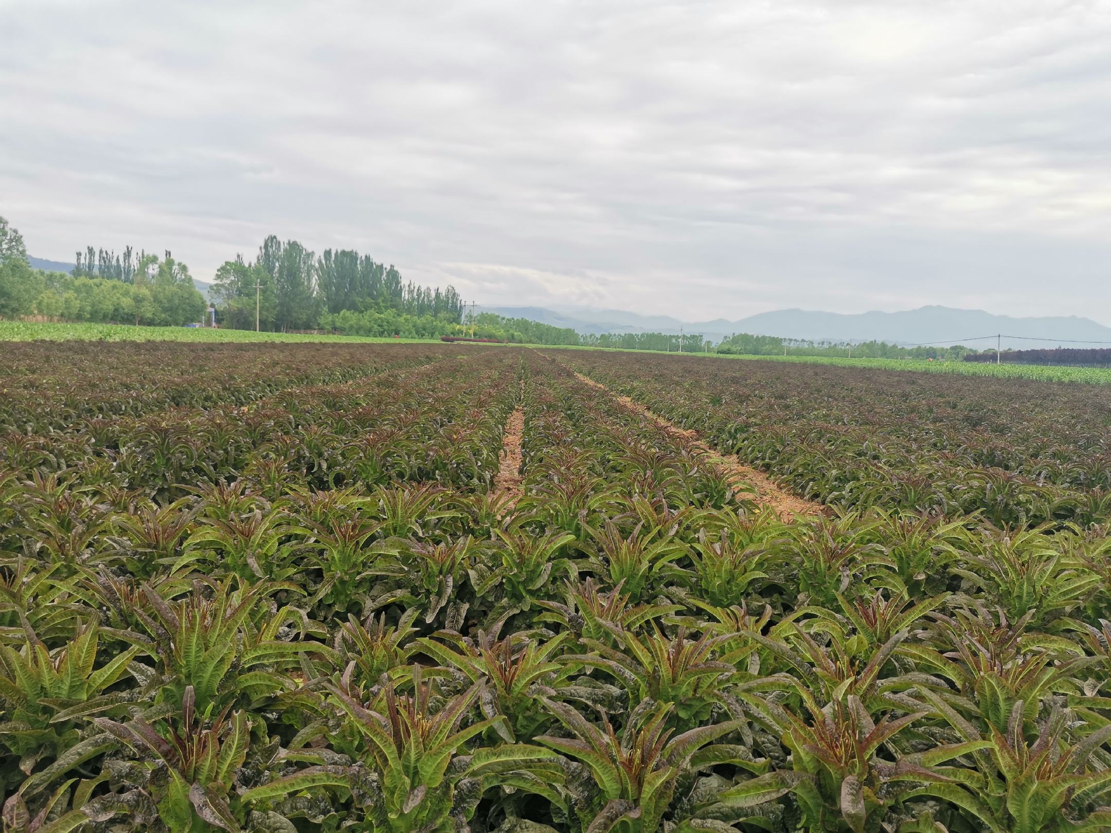 大规模莴苣晾晒场实景图