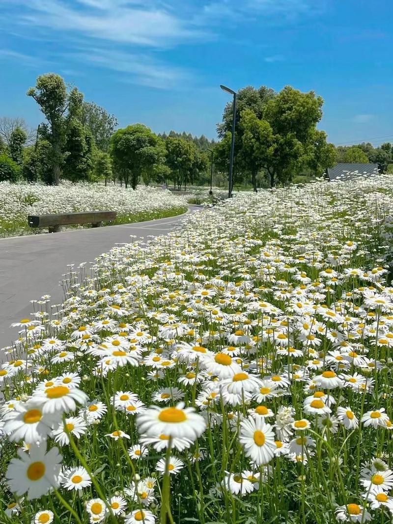 绿化景观花卉，道路绿化花卉，组合花卉让世界充满爱色彩