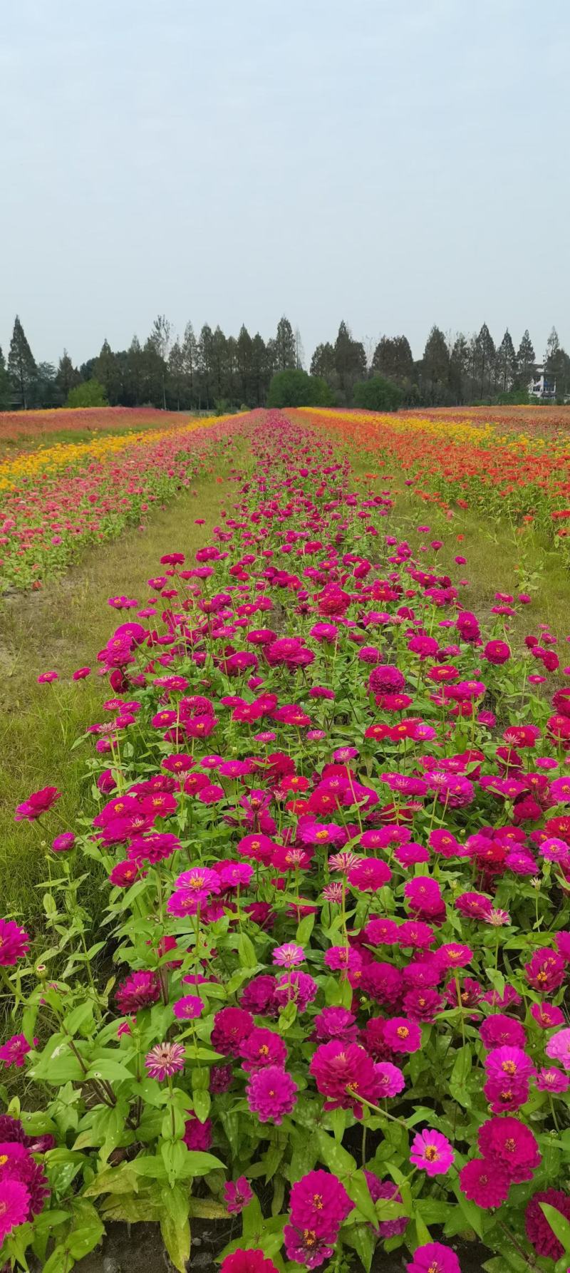 绿化景观花卉，道路绿化花卉，组合花卉让世界充满爱色彩