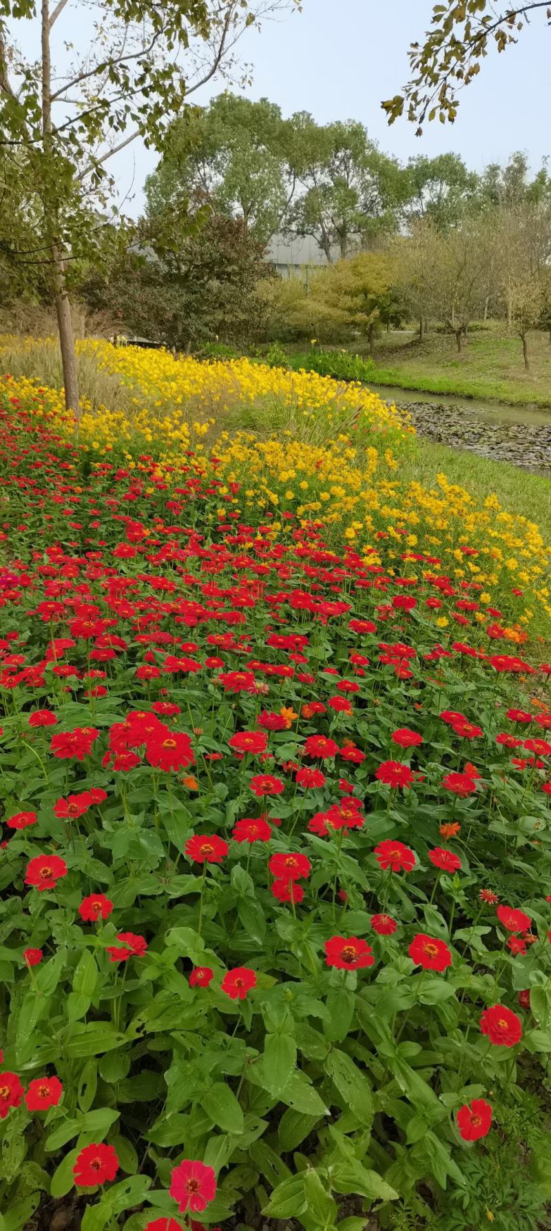 绿化景观花卉，道路绿化花卉，组合花卉让世界充满爱色彩