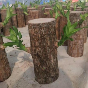 巴西木幸运木水培植物办公室内桌面绿植小盆栽懒人水养易活