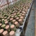 巴西木幸运木水培植物办公室内桌面绿植小盆栽懒人水养易活