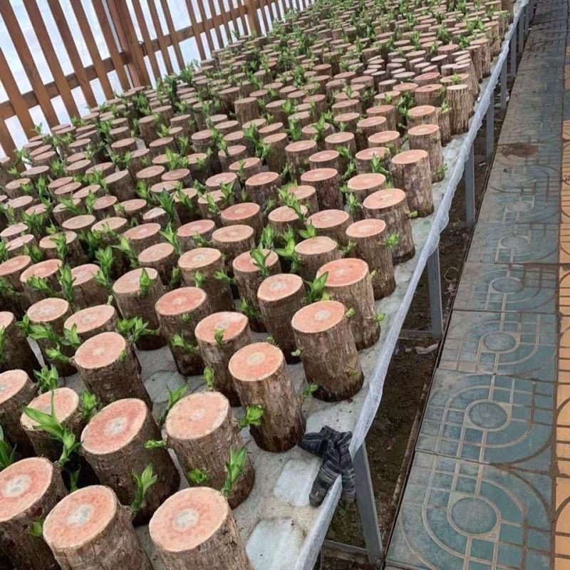 巴西木幸运木水培植物办公室内桌面绿植小盆栽懒人水养易活