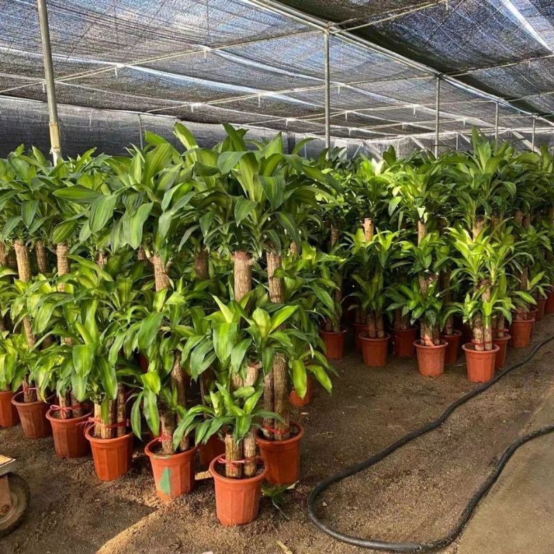 巴西木幸运木水培植物办公室内桌面绿植小盆栽懒人水养易活