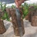 巴西木幸运木水培植物办公室内桌面绿植小盆栽懒人水养易活