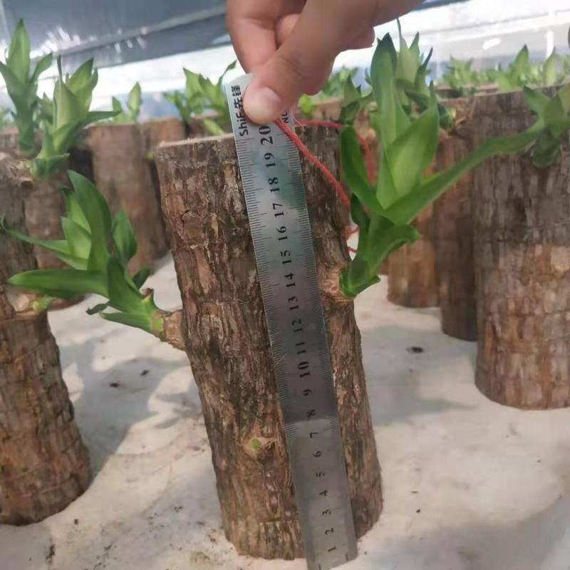 巴西木幸运木水培植物办公室内桌面绿植小盆栽懒人水养易活