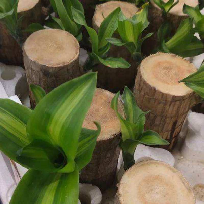 巴西幸运木水培植物办公室内桌面绿植小盆栽懒人水养易活