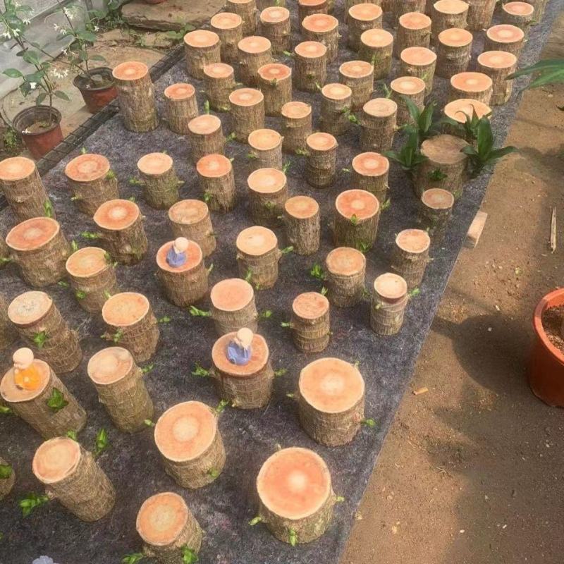 巴西木幸运木水培植物办公室内桌面绿植小盆栽懒人水养易活