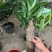 巴西木幸运木水培植物办公室内桌面绿植小盆栽懒人水养易活