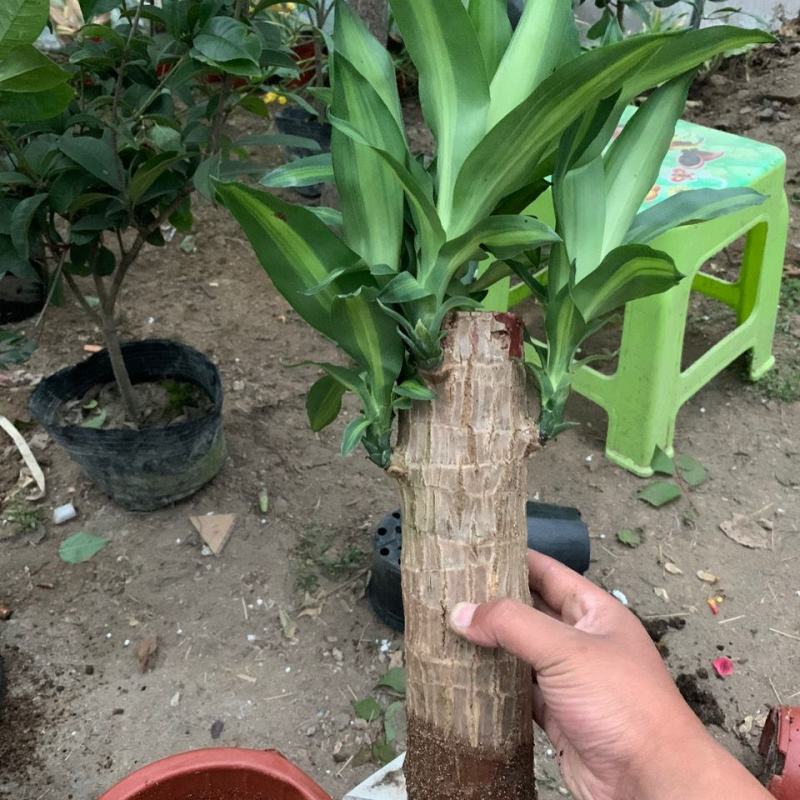 巴西木幸运木水培植物办公室内桌面绿植小盆栽懒人水养易活