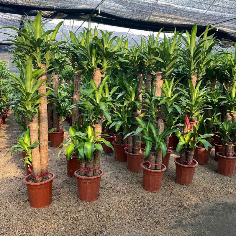 巴西木幸运木水培植物办公室内桌面绿植小盆栽懒人水养易活