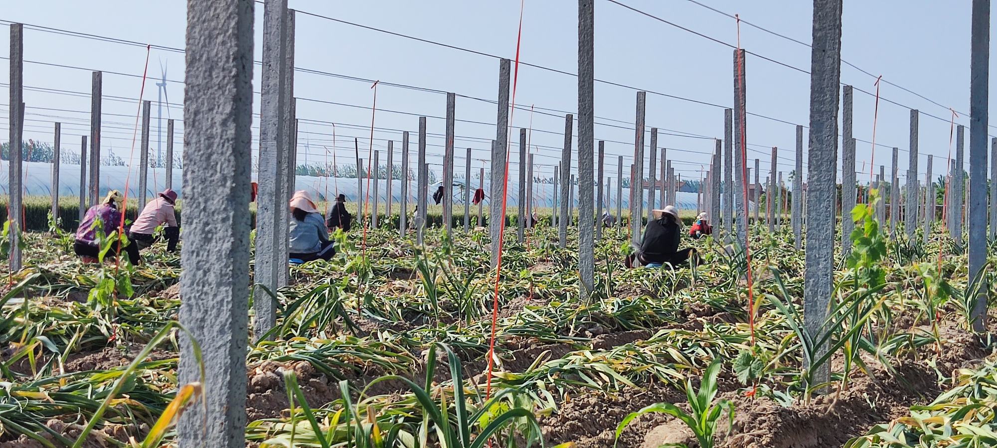 展示农民正在对紫皮蒜进行施肥和除草作业 紫皮蒜田间管理图