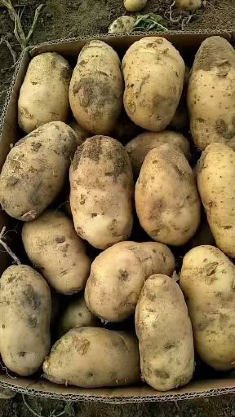推荐黄心土豆个头大耐运输新鲜发货欢迎来电咨询
