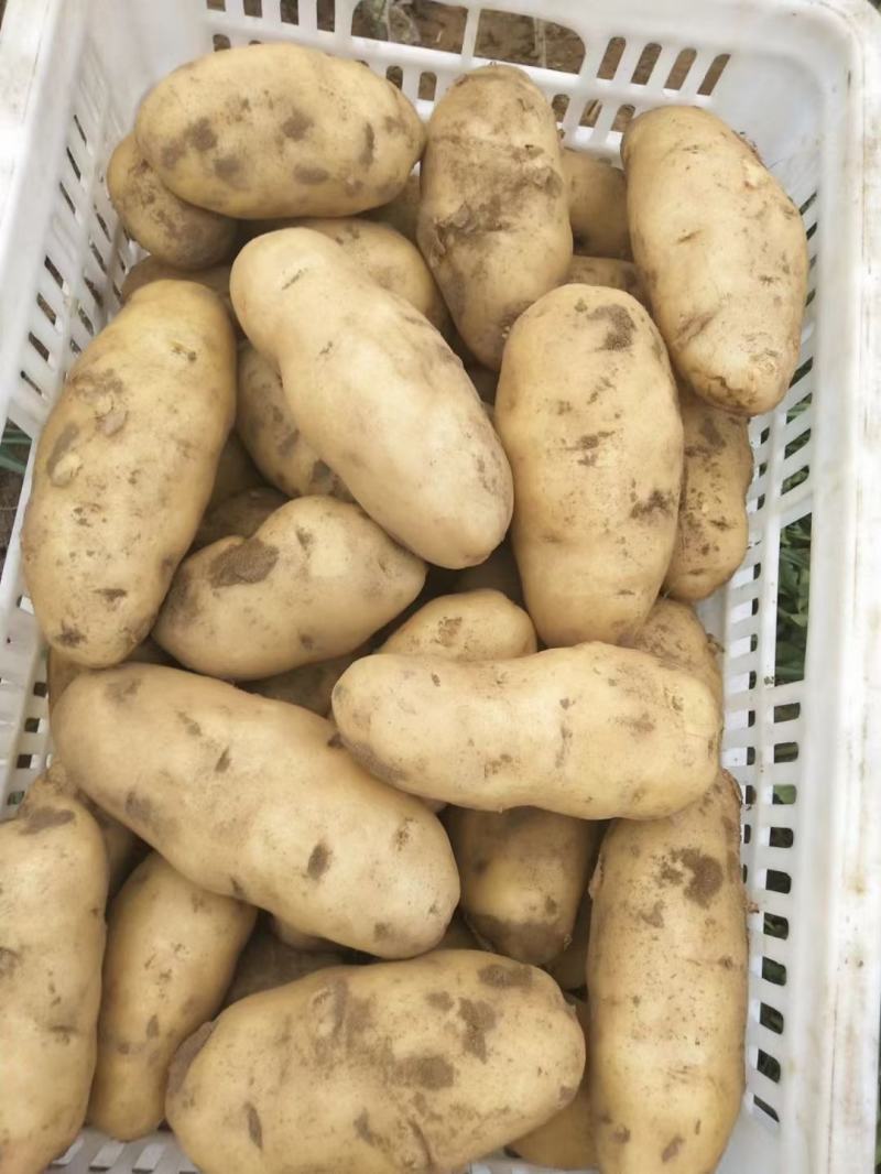 推荐黄心土豆个头大耐运输新鲜发货欢迎来电咨询