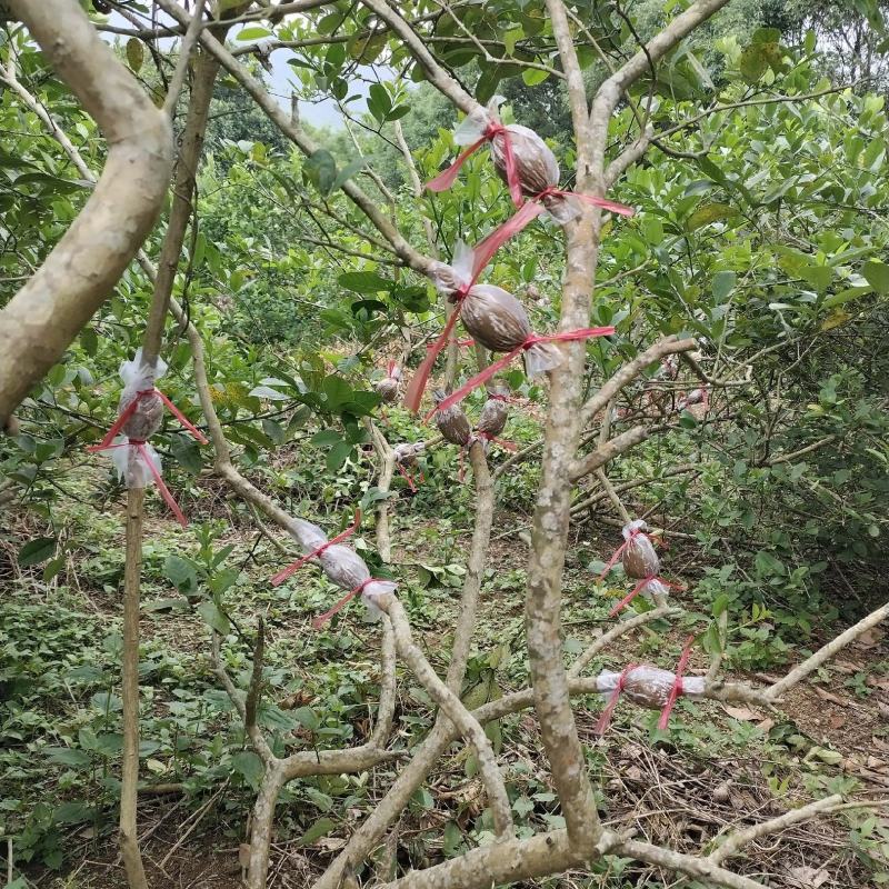 广东香水柠檬苗，广东第一代香水柠檬插枝苗高压苗