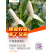 新野县玉米万糯2000，甜糯黏玉米货优价廉，欢迎来电咨询