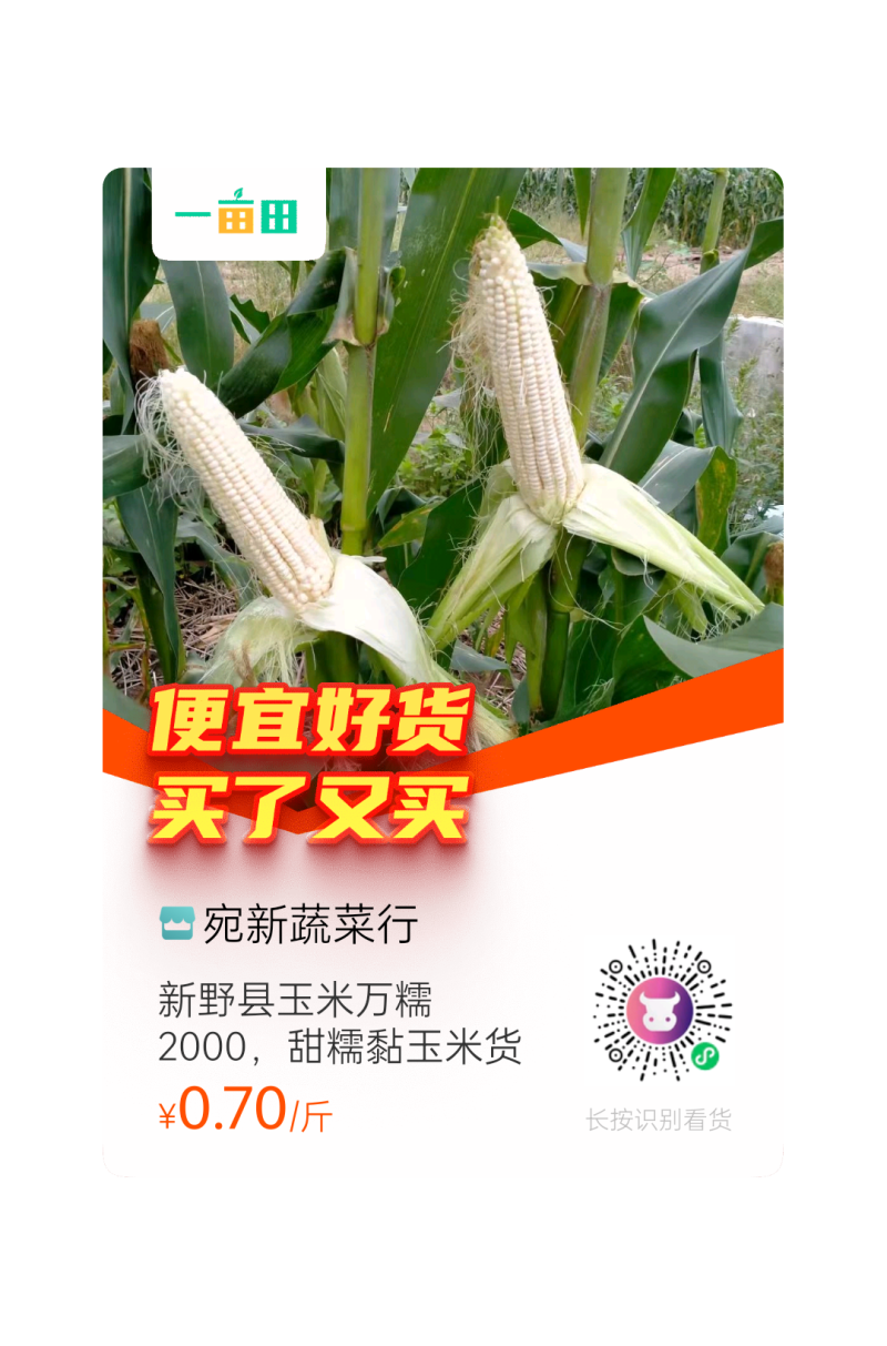 新野县玉米万糯2000，甜糯黏玉米货优价廉，欢迎来电咨询