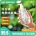 洁柔内衣专用洗衣液除菌抑菌去污去血渍内裤发黄去异味洗衣液