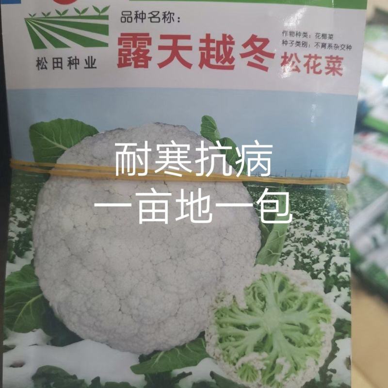露天越冬松花菜种子改良花粒细小抗病商品性好囗感好