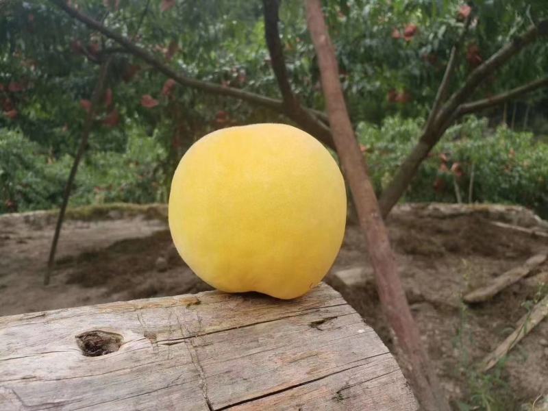 求购黄桃