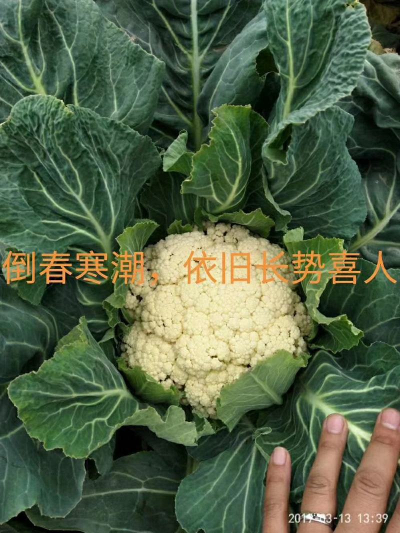露天越冬松花菜种子改良花粒细小抗病商品性好囗感好